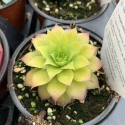 Chick Charms® 'Gold Nugget' Hens & Chicks