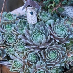 'Pacific Blue Ice' Hens & Chicks