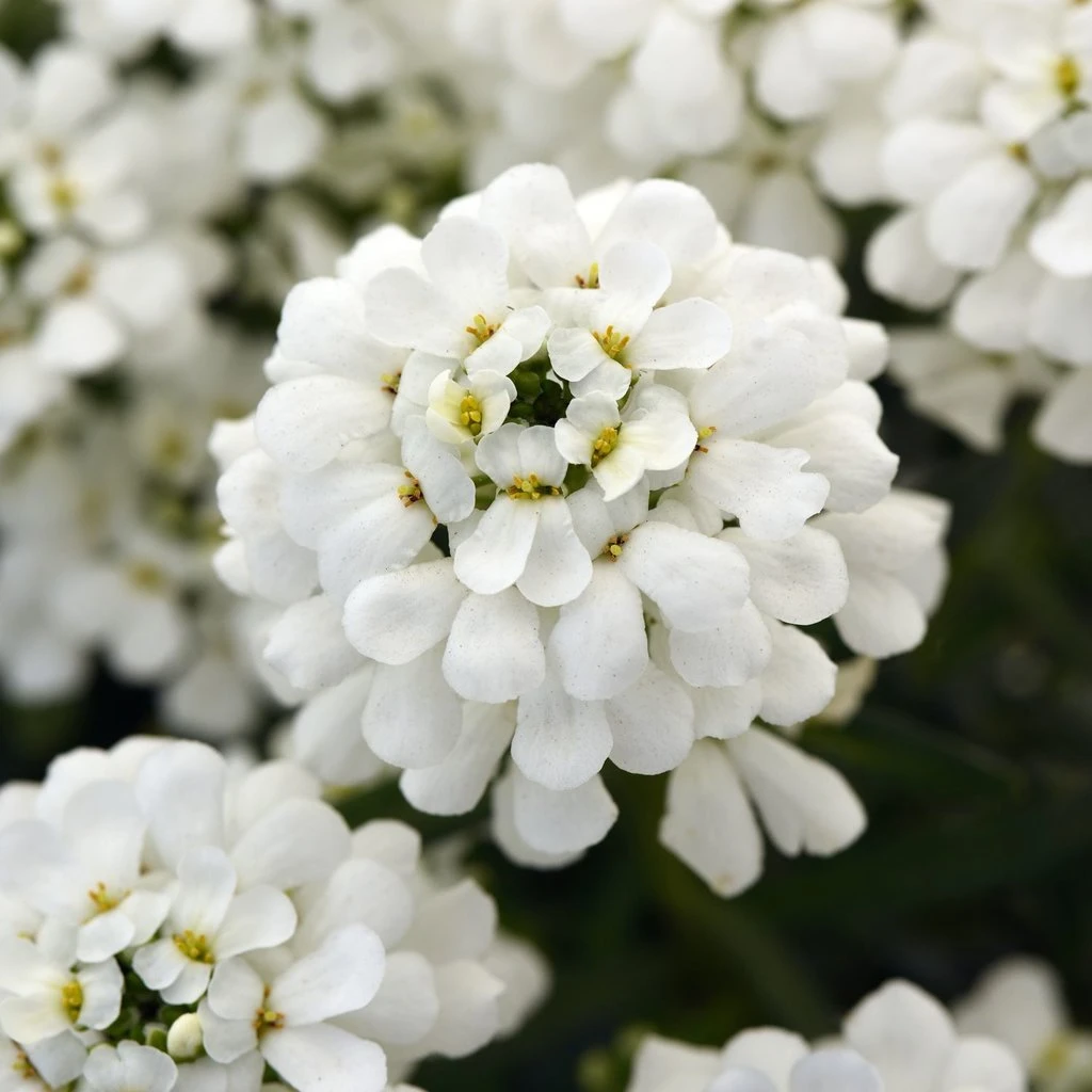 Snowsation™ Evergreen Candytuft (Iberis) - Image 2