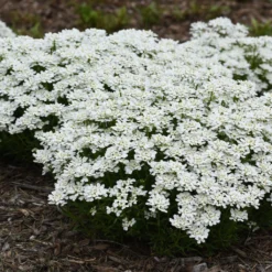 Snowsation™ Evergreen Candytuft (Iberis)
