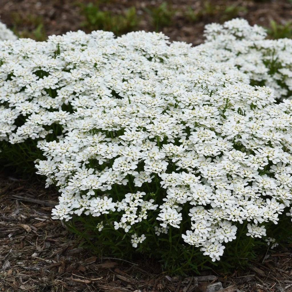 Snowsation™ Evergreen Candytuft (Iberis)