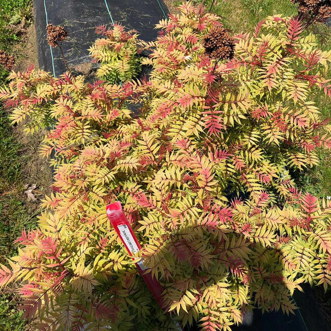 Mr. Mustard™ False Spirea - Image 2