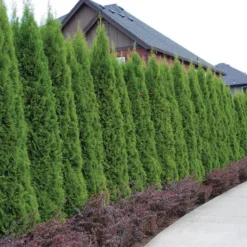'Emerald Green' Arborvitae (aka 'Smaragd')