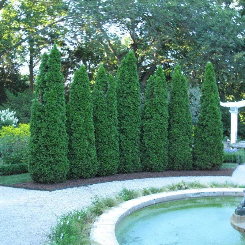 'Emerald Green' Arborvitae (aka 'Smaragd') - Image 2