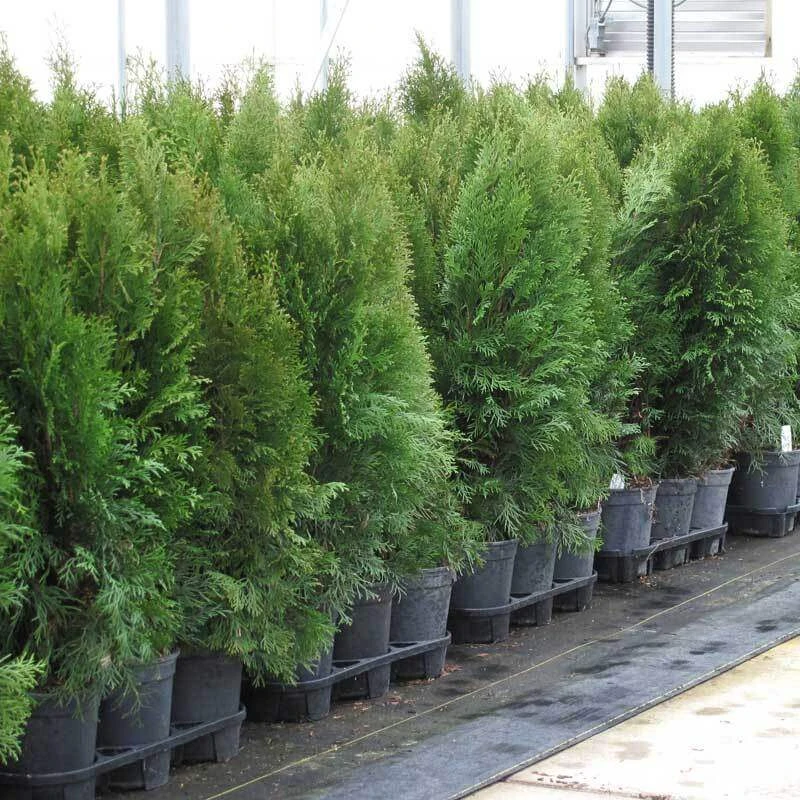 'Emerald Green' Arborvitae (aka 'Smaragd') - Image 7