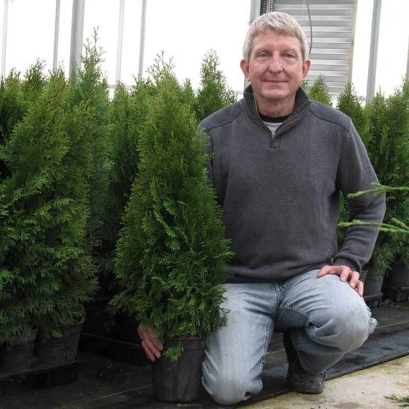 'Emerald Green' Arborvitae (aka 'Smaragd') - Image 8