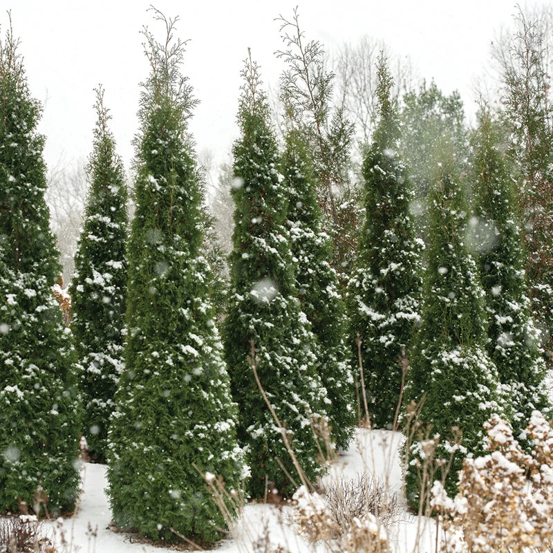 North Pole® Arborvitae - Image 2