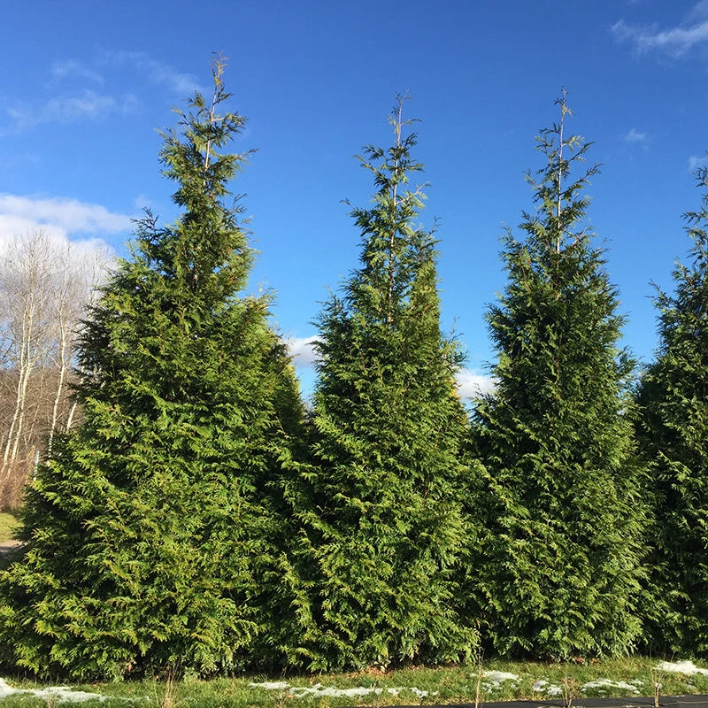Spring Grove® Western Arborvitae
