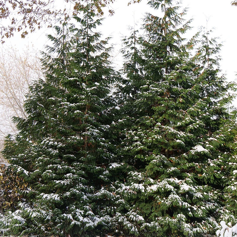 Spring Grove® Western Arborvitae - Image 2