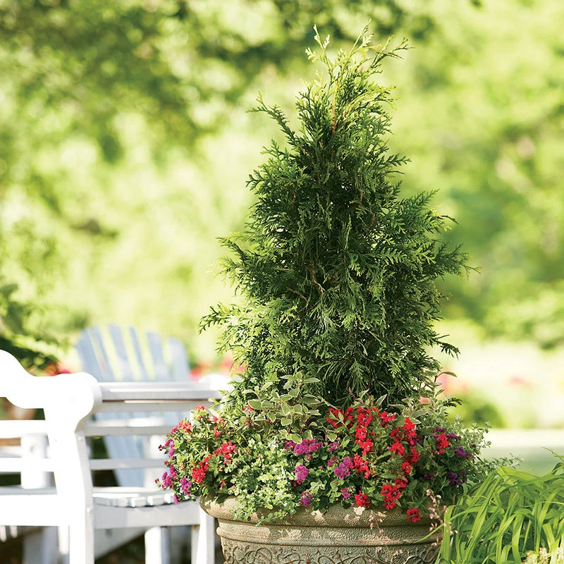 Spring Grove® Western Arborvitae - Image 3