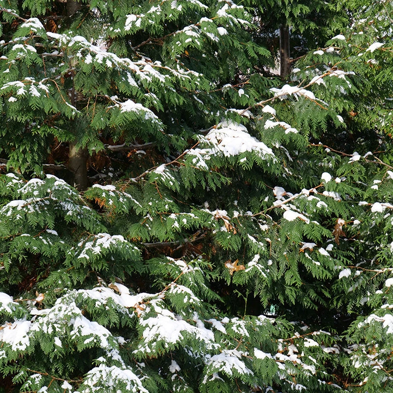 Spring Grove® Western Arborvitae - Image 4