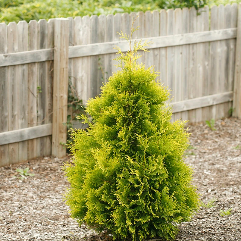 Polar Gold® Arborvitae - Image 3
