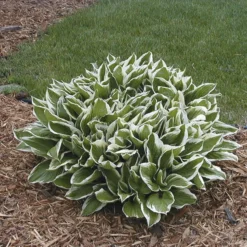 'Undulata Albomarginata' Hosta