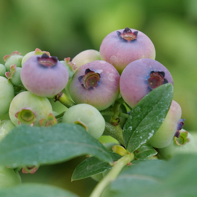 'Patriot' Blueberry - Image 2