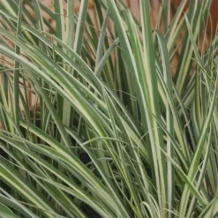 Variegated Sweet Flag