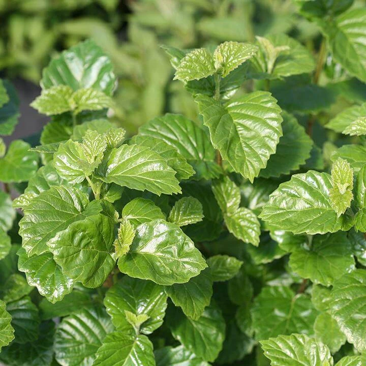 Glitters & Glows™ Viburnum Combination - Image 4