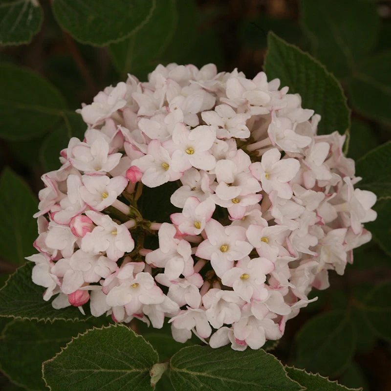 Spice Baby™ Koreanspice Viburnum - Image 3
