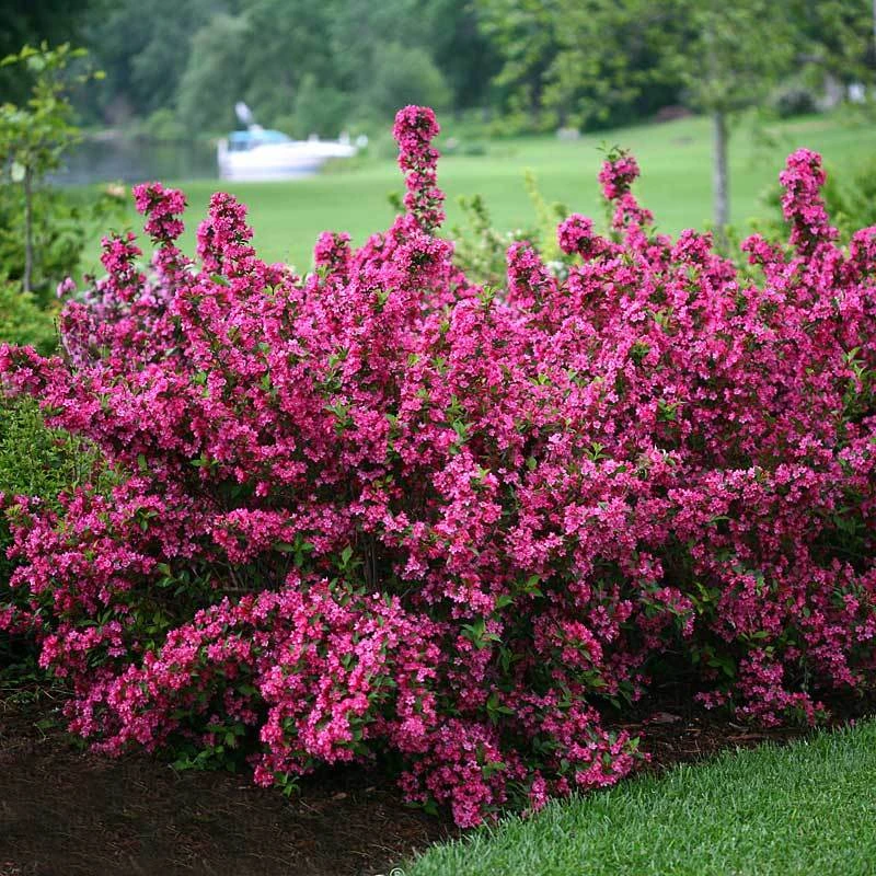 Sonic Bloom® Pink Weigela