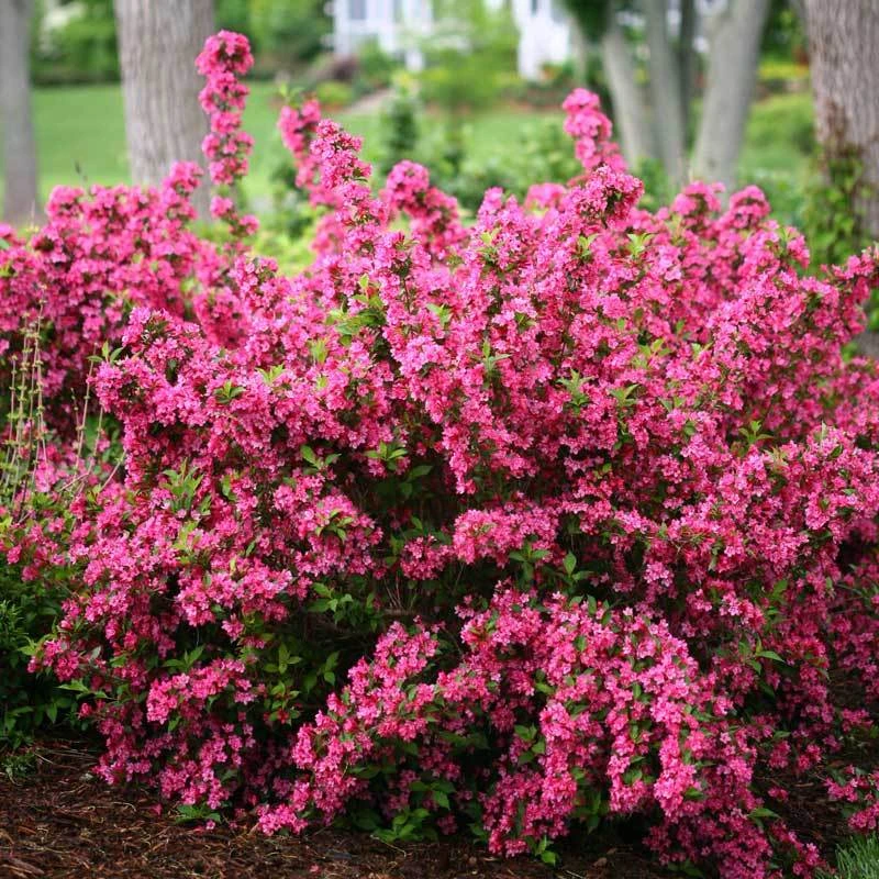 Sonic Bloom® Pink Weigela - Image 4