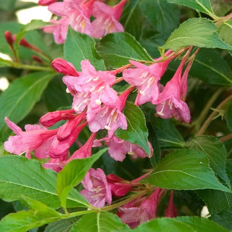 Sonic Bloom® Pink Weigela - Image 6